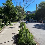 Public Trees at 551 Brookline Ave