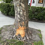 Public Trees at 1614 A Beacon St