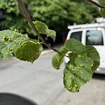 Public Trees at 70 Sewall Avenue Condominiums, 70 Sewall Ave, Brookline 02446