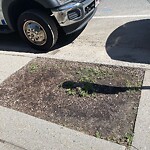 Public Trees at 366 Washington St