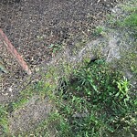 Rodent Issues at 42.33 N 71.15 W