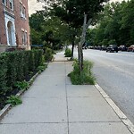 Public Trees at 551 Brookline Ave