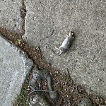 Rodent Issues at Egmont St