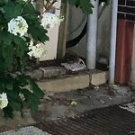 Rodent Issues at 50 School St