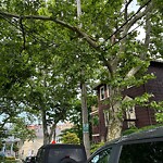 Public Trees at 1–99 Acron Rd