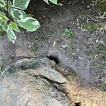 Rodent Issues at Emerson Garden, 66–106 Davis Ave, Brookline 02445