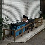 Rodent Issues at 42.33 N 71.12 W