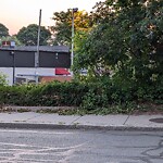 Rodent Issues at T.J.Maxx, 20–24 Lawton St, Brookline 02446