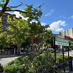 Public Trees at 1337–1347 Beacon St