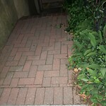 Rodent Issues at 32 Winchester St