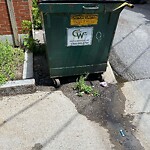 Rodent Issues at 11 Williston Rd