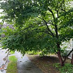 Sidewalk Obstruction at 32 Dale St, Chestnut Hill