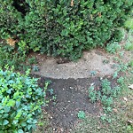 Rodent Issues at 78 Thorndike St