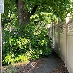 Public Trees at 62–82 South St, Chestnut Hill