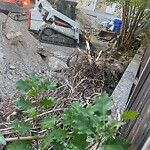 Rodent Issues at 42.35 N 71.13 W