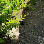 Rodent Issues at 11 Verndale St