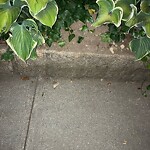 Rodent Issues at 100 Centre St