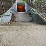 Rodent Issues at 42.336N 71.144W