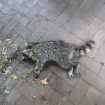 Rodent Issues at 106 Francis St