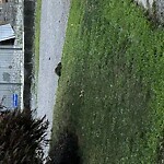 Rodent Issues at 81 Thorndike St