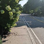 Sidewalk Obstruction at 267 Walnut St