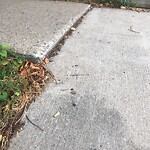 Sidewalk Repair at 244 Cypress St