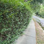 Sidewalk Obstruction at 230 Middlesex Rd, Chestnut Hill