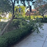 Public Trees at 210 High St