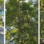 Public Trees at 8 Wolcott Rd Ext, Chestnut Hill