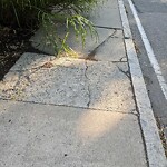 Sidewalk Repair at 281 Walnut St