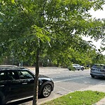 Public Trees at 1555 Beacon St