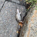 Rodent Issues at 146 Cypress St