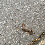 Rodent Issues at 146 Cypress St