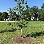 Park Playground at 42.33 N 71.12 W