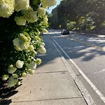 Sidewalk Obstruction at 277 Walnut St