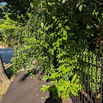 Sidewalk Obstruction at 591 Chestnut Hill Ave