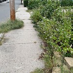 Sidewalk Obstruction at 50 Franklin St