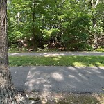 Dead Animals at Emerald Necklace Trail