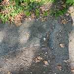 Sidewalk Repair at 8 Penniman Rd