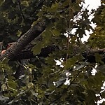 Public Trees at 5 Mason Terr