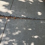 Sidewalk Repair at 465 Washington St