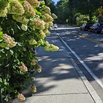 Sidewalk Obstruction at 267 Walnut St