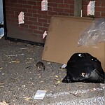 Rodent Issues at N42.34 E71.12