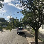 Public Trees at 41 Franklin St