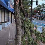 Public Trees at Harvard St @ Coolidge St