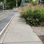 Sidewalk Obstruction at 277 Walnut St