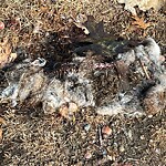 Dead Animals at Riverdale Parkway Bikepath