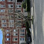 Public Trees at 183 Winthrop Rd