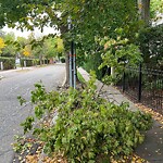 Public Trees at 23 Monmouth St