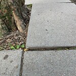 Sidewalk Repair at 90 Park St